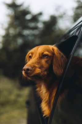 Dog with head out of vehicle window looking out.